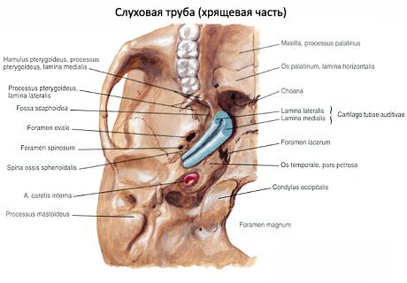 หูทรัมเป็ตหู (eustachian)