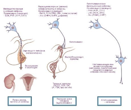 hypothalamus  neurosecretory เซลล์สามชนิดของ hypothalamus