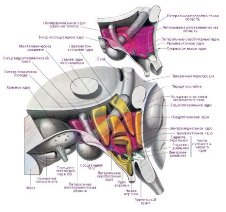 พื้นที่ของ hypothalamus ของซีกซ้ายของสมอง  นิวเคลียส hypothalamic ที่สำคัญ