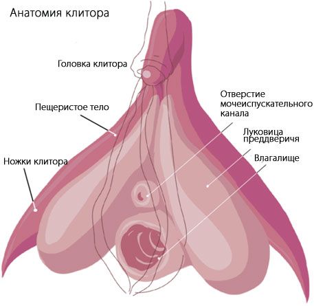 กายวิภาคของคลิตอริส