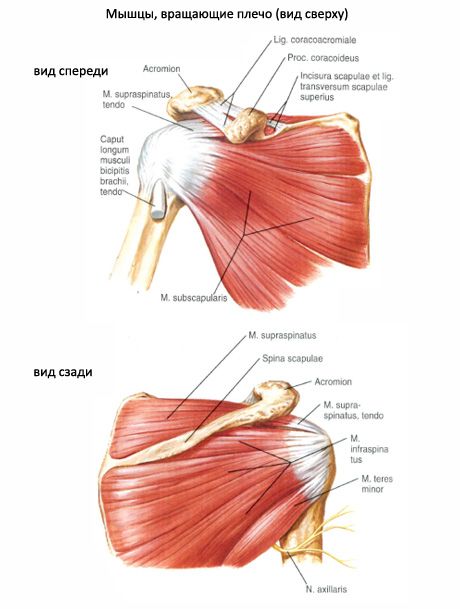 กล้ามเนื้อ Supraspinatus และ Infraspinatus