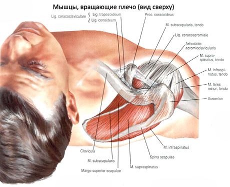 กล้ามเนื้อ Supraspinatus และ Infraspinatus