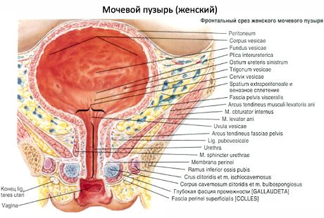 กระเพาะปัสสาวะ (vesica urinaria)