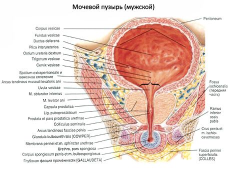 กระเพาะปัสสาวะ (vesica urinaria)