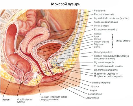 กระเพาะปัสสาวะ (vesica urinaria)
