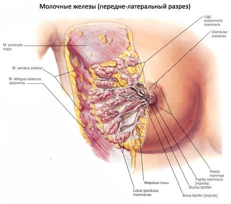 ต่อมน้ำนม (breast)