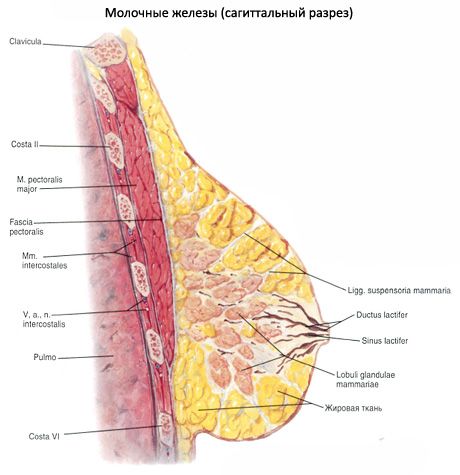ต่อมน้ำนม (breast)