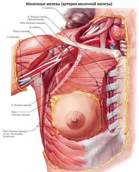 ต่อมน้ำนม (breast)