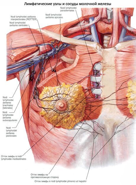 ต่อมน้ำนม (breast)