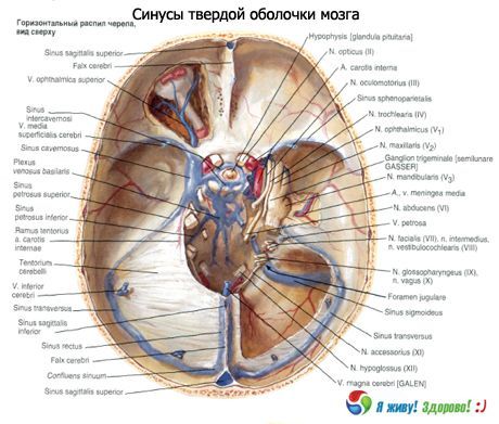 sinuses (sinuses) ของเยื่อหุ้มสมองของแข็ง