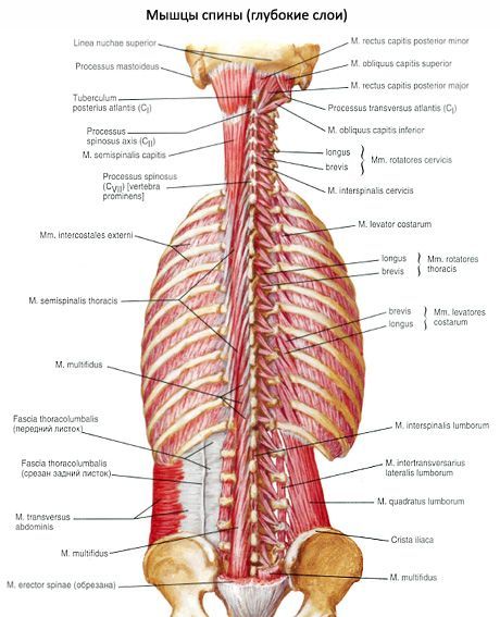 กล้ามเนื้อใต้ท้ายทอยของคอ