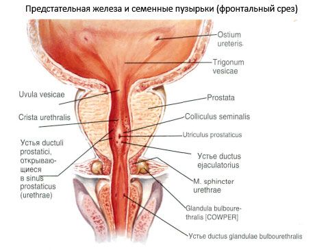 PROSTATITA ACUTĂ și CRONICĂ - Prostatita penisului