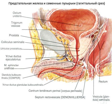 unde prostatita este tratată eficient urine retention causes