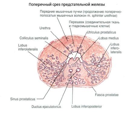 Cateterism uretral/ sonda vezicala | Proceduri medicale
