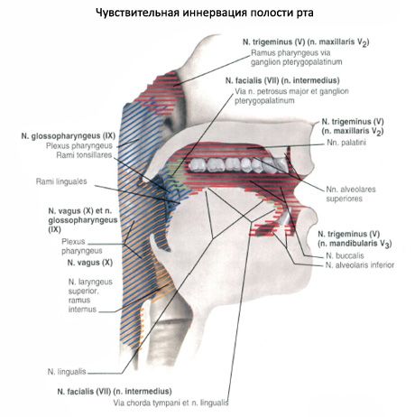 ช่องปาก