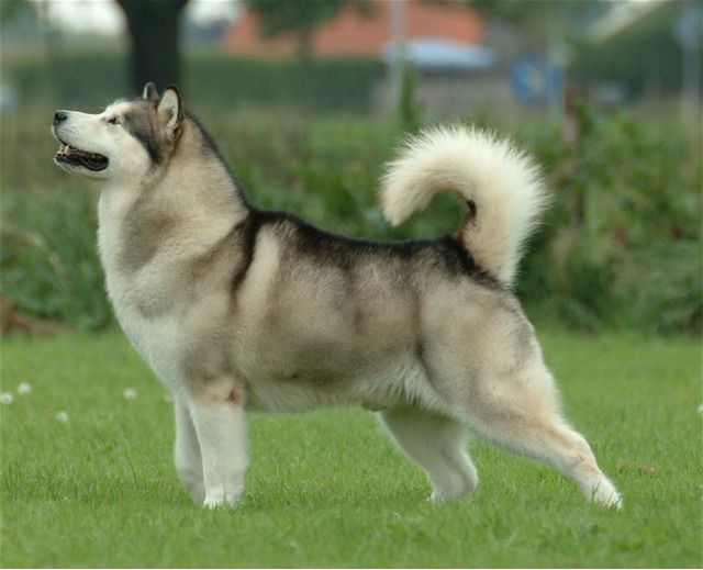 ยักษ์ Alaskan Malamute