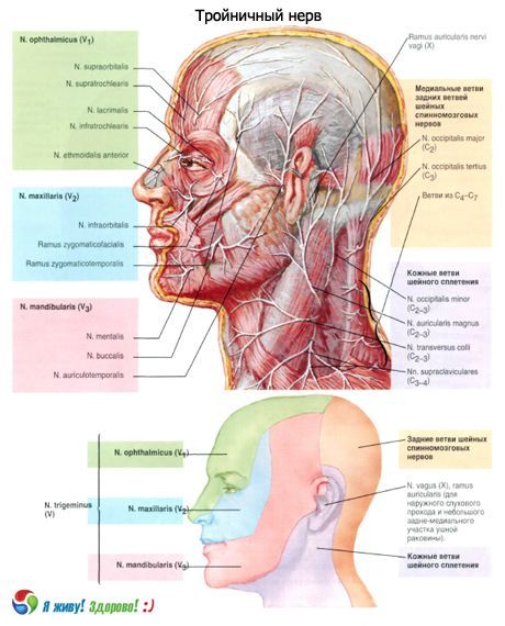 เส้นประสาทไตรเจมินัล