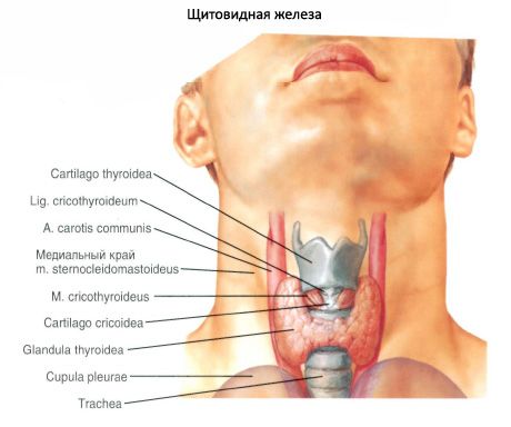 ต่อมไทรอยด์ (glandula thyroidea)