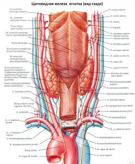 ต่อมไทรอยด์ (glandula thyroidea)