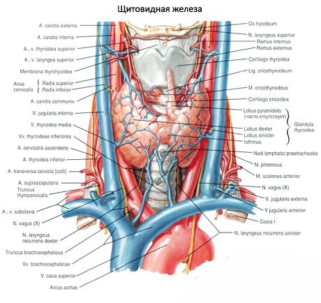 ต่อมไทรอยด์ (glandula thyroidea)