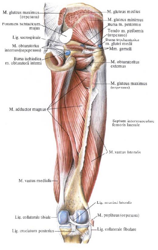 durere străpungătoare la genunchi bursa ischiadica musculi glutei maximi
