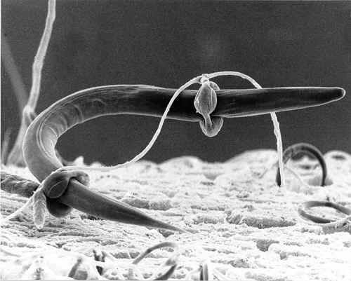 เชื้อโรค zygomycosis